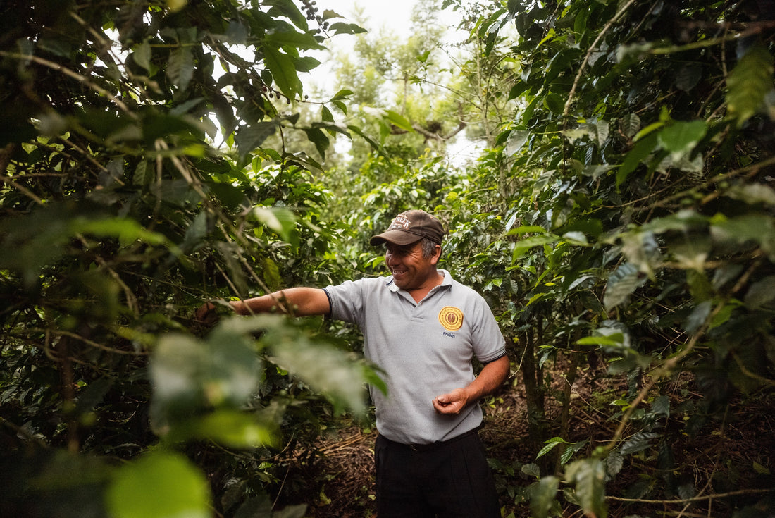 How Sustainable Coffee Farming Can Save The Rainforest And Local Communities